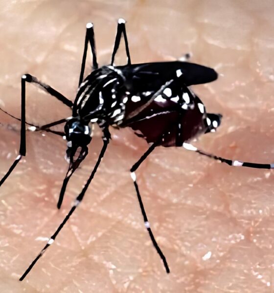 A Febre Amarela em Campinas: Um Alerta Urgente para 2025 2 A Febre Amarela em Campinas Um Alerta Urgente para 2025