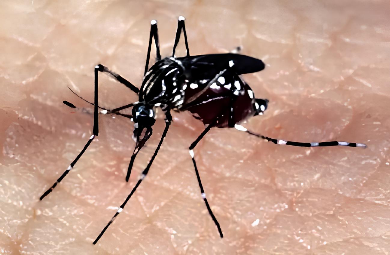 A Febre Amarela em Campinas: Um Alerta Urgente para 2025 1 A Febre Amarela em Campinas Um Alerta Urgente para 2025