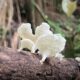 Descobrindo Tesouros Naturais A Fascinante Diversidade de Cogumelos Comest veis Silvestres do Brasil