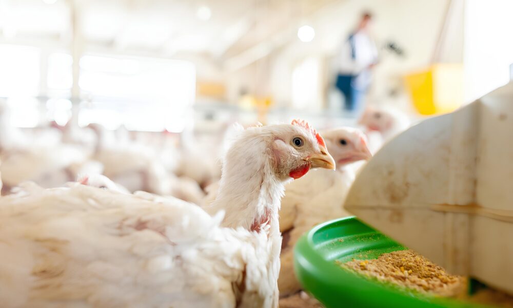 Poder de Compra dos Avicultores Paulistas em Queda Entenda os Impactos do Mercado de Milho e Frango Vivo