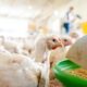 Poder de Compra dos Avicultores Paulistas em Queda Entenda os Impactos do Mercado de Milho e Frango Vivo