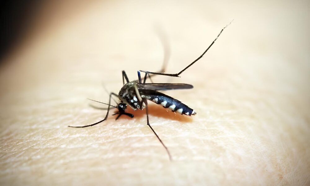 A Dengue N o Perdoa A Terceira V tima Fatal em Hortol ndia e o Alerta Sombrio Para 2025