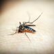 A Dengue N o Perdoa A Terceira V tima Fatal em Hortol ndia e o Alerta Sombrio Para 2025