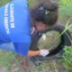 A Epidemia Silenciosa Como a Dengue Est Transformando Campinas em um Campo de Batalha Urbana