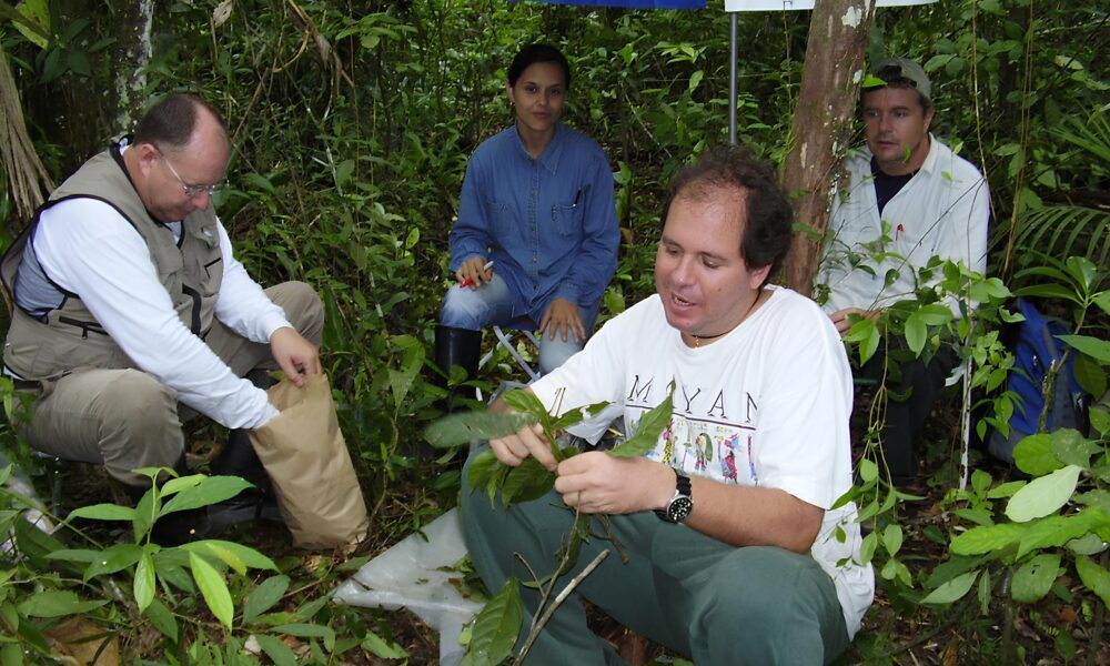 A Floresta Est Perdendo Sua Alma Por Que Ip s e Jequitib s Podem Desaparecer Para Sempre