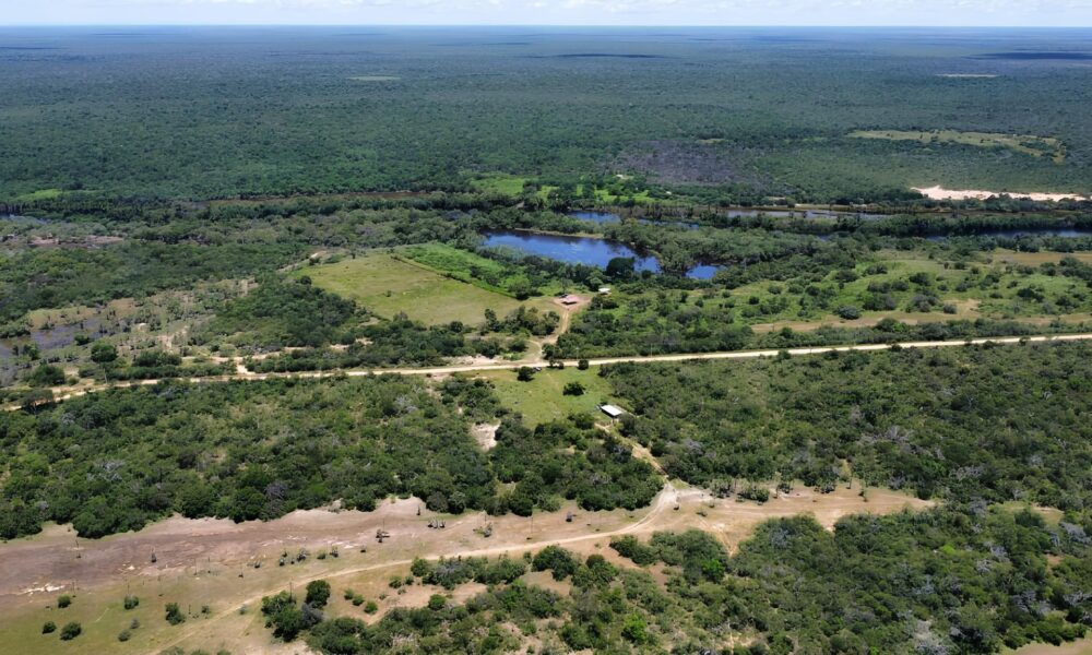 A Vit ria Silenciosa do Cerrado Como Mansid o Est Salvando o Futuro da Biodiversidade na Bahia