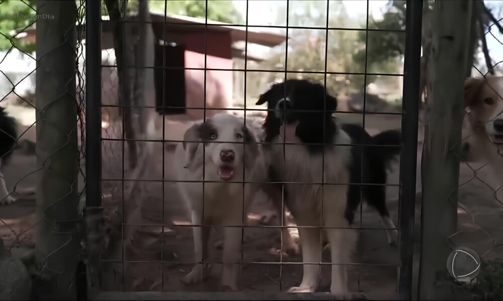 Border Collies A Intelig ncia Canina em Foco com Julinho Casares