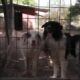 Border Collies A Intelig ncia Canina em Foco com Julinho Casares