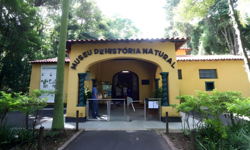 Descubra o Bosque dos Jequitib s Um Tesouro Vivo da Biodiversidade Brasileira