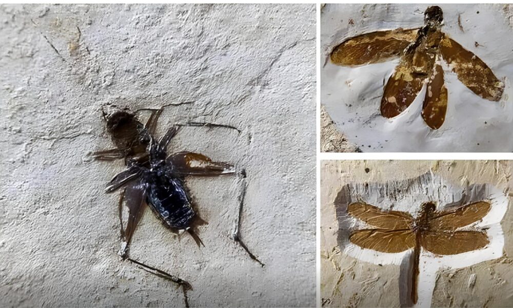 F sseis Roubados Como o Brasil Recuperou Tesouros da Chapada do Araripe e O Que Isso Revela Sobre a Luta Pela Preserva o do Patrim nio Natural
