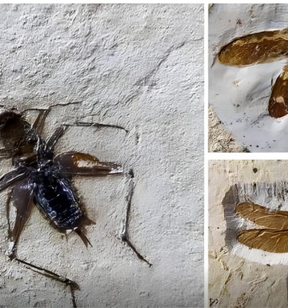 Fósseis Roubados: Como o Brasil Recuperou Tesouros da Chapada do Araripe e O Que Isso Revela Sobre a Luta Pela Preservação do Patrimônio Natural 2 F sseis Roubados Como o Brasil Recuperou Tesouros da Chapada do Araripe e O Que Isso Revela Sobre a Luta Pela Preserva o do Patrim nio Natural
