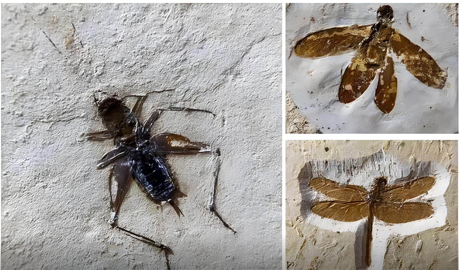 Fósseis Roubados: Como o Brasil Recuperou Tesouros da Chapada do Araripe e O Que Isso Revela Sobre a Luta Pela Preservação do Patrimônio Natural 1 F sseis Roubados Como o Brasil Recuperou Tesouros da Chapada do Araripe e O Que Isso Revela Sobre a Luta Pela Preserva o do Patrim nio Natural