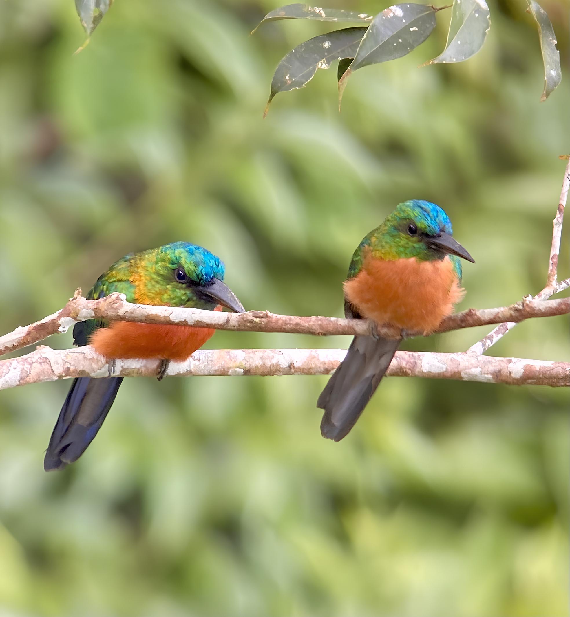 O Mistério do Jacamaraçu: A Ariramba Encantadora da Amazônia Que Desafia a Imaginação 1 O Mist rio do Jacamara u A Ariramba Encantadora da Amaz nia Que Desafia a Imagina o
