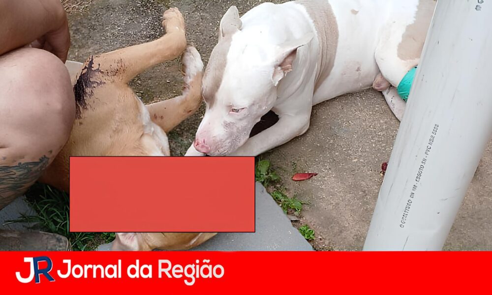 Quando a Viol ncia Contra Animais Abala uma Comunidade A Tr gica Hist ria dos Pitbulls de Campo Limpo Paulista