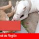 Quando a Viol ncia Contra Animais Abala uma Comunidade A Tr gica Hist ria dos Pitbulls de Campo Limpo Paulista