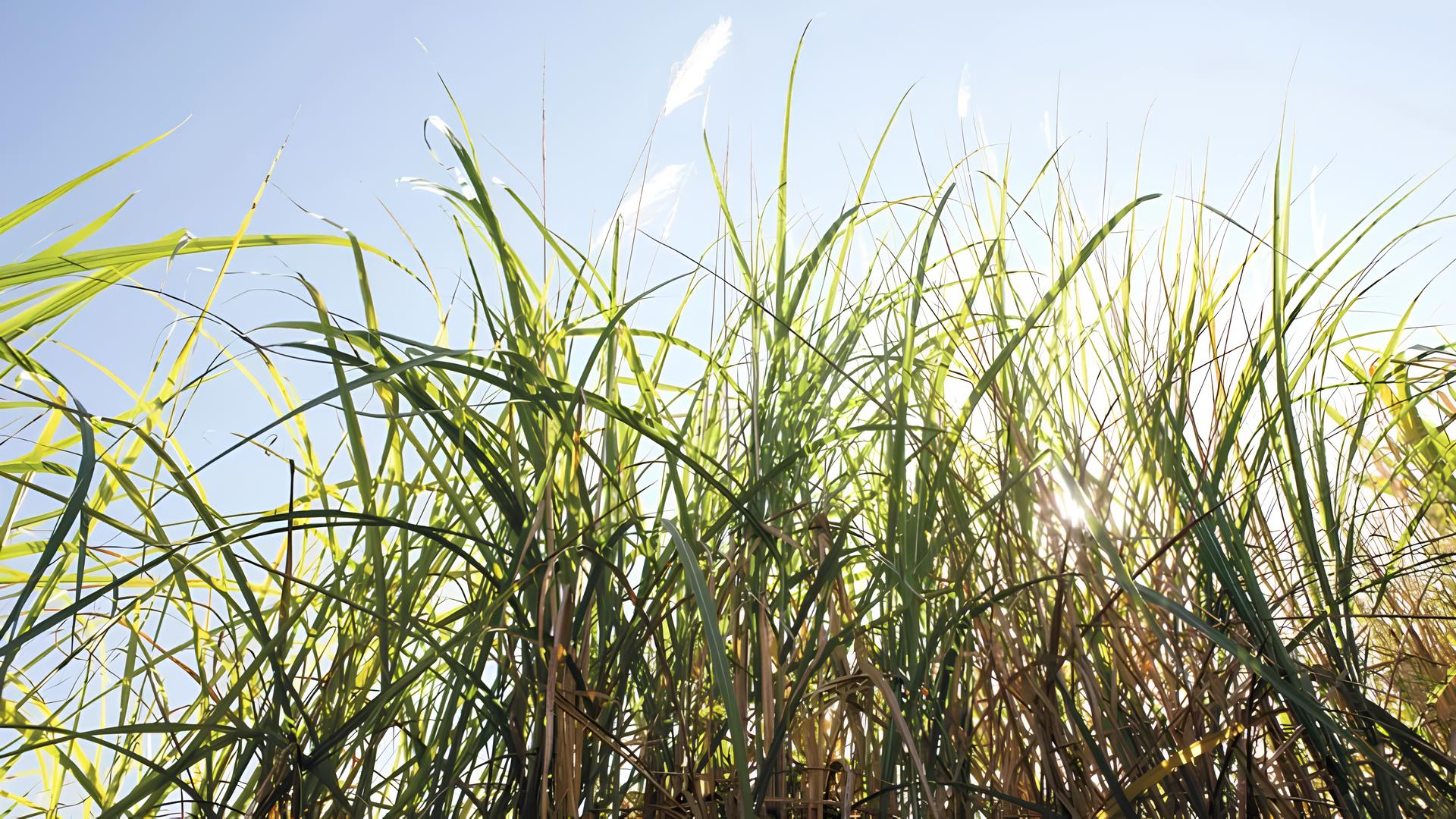 Veneno nas Nuvens: Como a Chuva Tóxica de SP Está Revelando os Impactos do Agronegócio na Saúde e no Meio Ambiente 1
