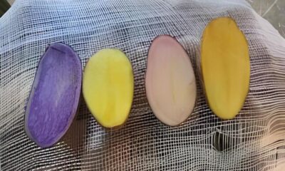 A Batata Nacional Que Est Revolucionando o Campo e a Mesa dos Brasileiros O Futuro da Agricultura Org nica