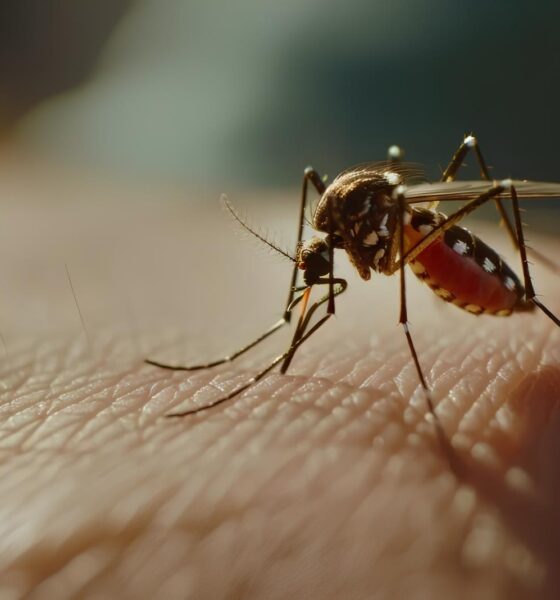 A Epidemia Silenciosa: Como a Chikungunya Está Mudando o Mapa de Saúde em Campinas e no Brasil 2 A Epidemia Silenciosa Como a Chikungunya Est Mudando o Mapa de Sa de em Campinas e no Brasil