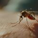 A Epidemia Silenciosa Como a Chikungunya Est Mudando o Mapa de Sa de em Campinas e no Brasil