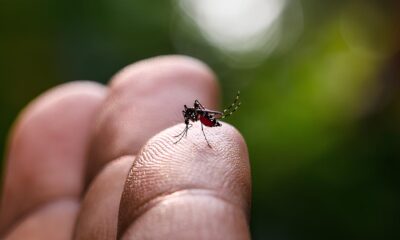A Epidemia Silenciosa Como a Dengue Est Arrasando Vidas em Americana Mogi Mirim e Santa B rbara d Oeste