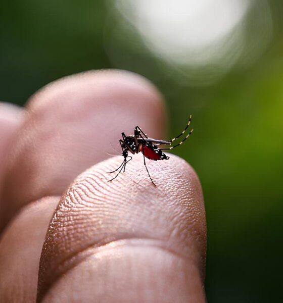 A Epidemia Silenciosa: Como a Dengue Está Arrasando Vidas em Americana, Mogi Mirim e Santa Bárbara d'Oeste 2 A Epidemia Silenciosa Como a Dengue Est Arrasando Vidas em Americana Mogi Mirim e Santa B rbara d Oeste