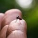 A Epidemia Silenciosa Como a Dengue Est Arrasando Vidas em Americana Mogi Mirim e Santa B rbara d Oeste