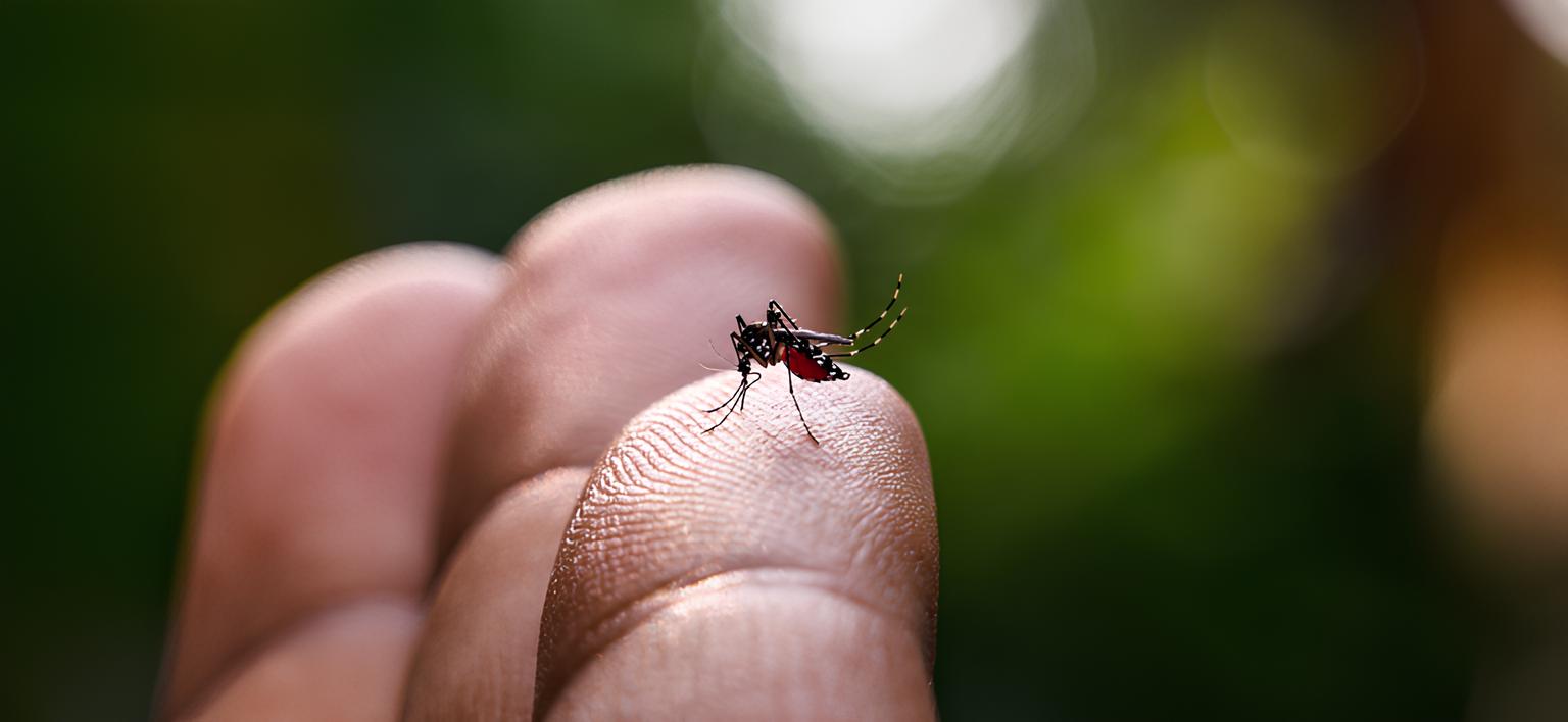 A Epidemia Silenciosa: Como a Dengue Está Arrasando Vidas em Americana, Mogi Mirim e Santa Bárbara d'Oeste 1 A Epidemia Silenciosa Como a Dengue Est Arrasando Vidas em Americana Mogi Mirim e Santa B rbara d Oeste