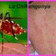 A Sombra do Aedes aegypti Primeira Morte por Chikungunya em Campinas e as Li es Que N o Podemos Ignorar