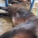 Cavalaria em Colapso O Mist rio das Mortes de Cavalos em Indaiatuba
