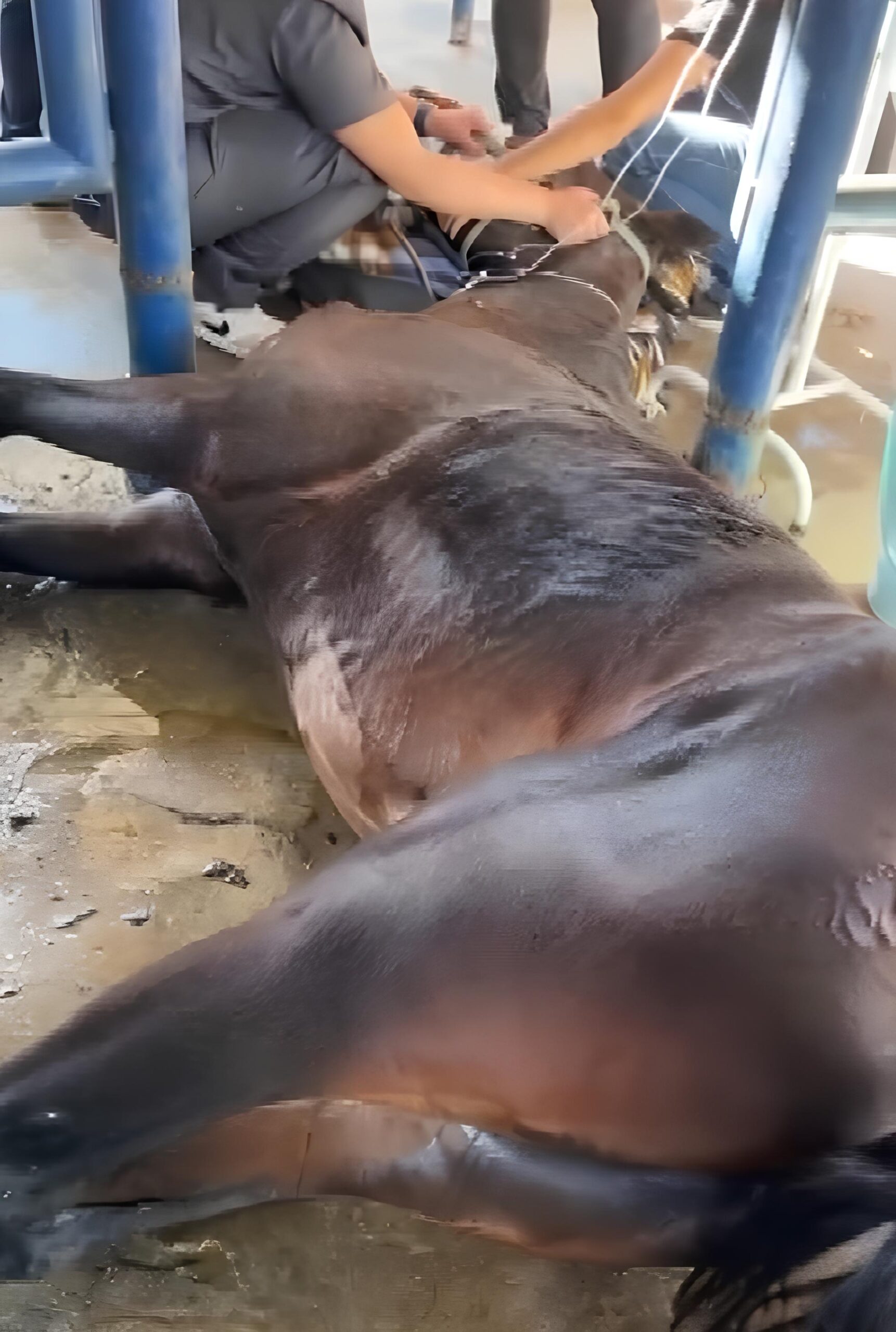 Cavalaria em Colapso: O Mistério das Mortes de Cavalos em Indaiatuba 1 Cavalaria em Colapso O Mist rio das Mortes de Cavalos em Indaiatuba scaled