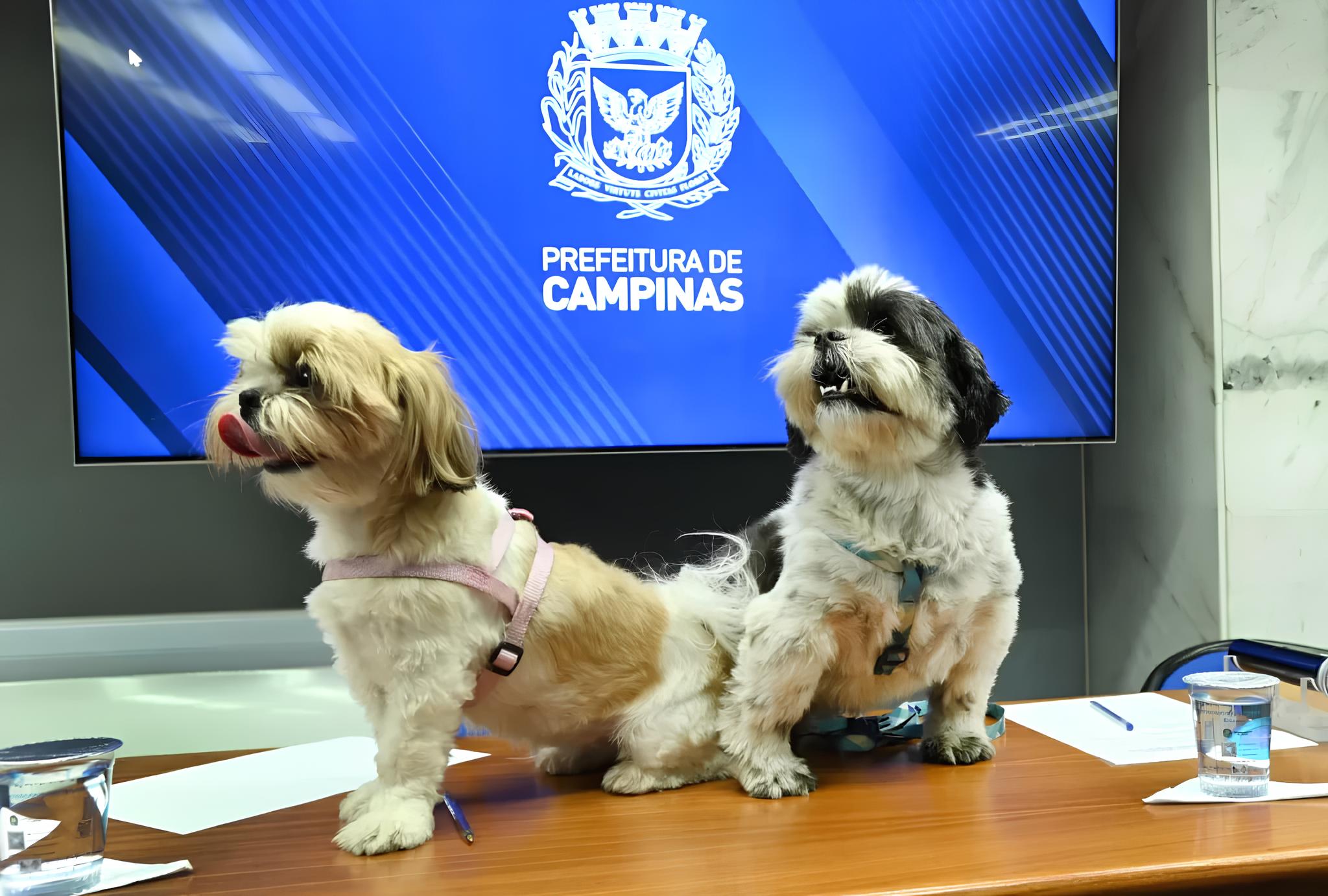 Como Campinas Está Revolucionando o Conceito de Espaços Públicos com Parcões Adotados por Empresas 1 Como Campinas Est Revolucionando o Conceito de Espa os P blicos com Parc es Adotados por Empresas