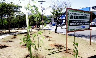 Como Campinas Est Revolucionando o Futuro Urbano com Microflorestas