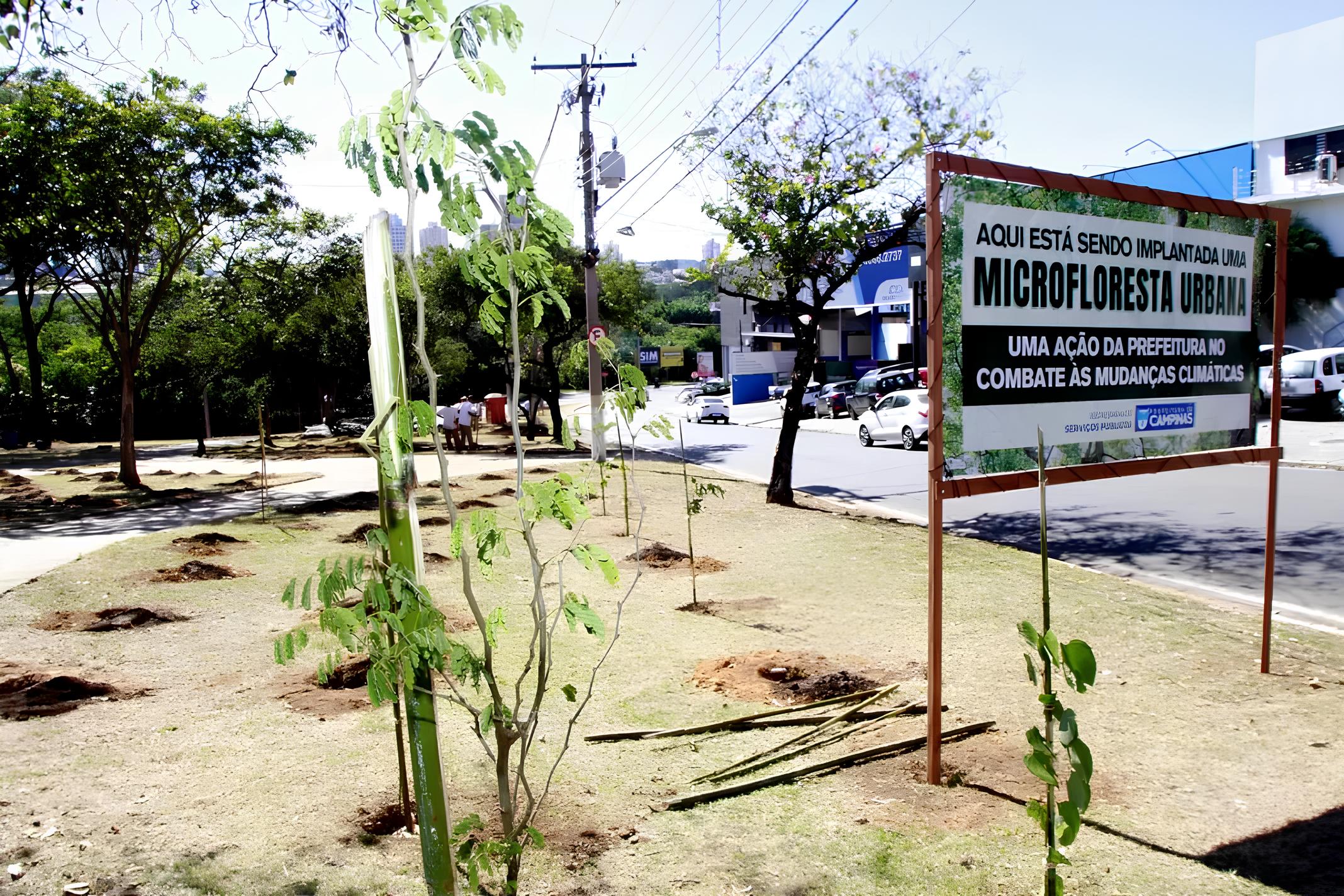 Como Campinas Está Revolucionando o Futuro Urbano com Microflorestas 1 Como Campinas Est Revolucionando o Futuro Urbano com Microflorestas