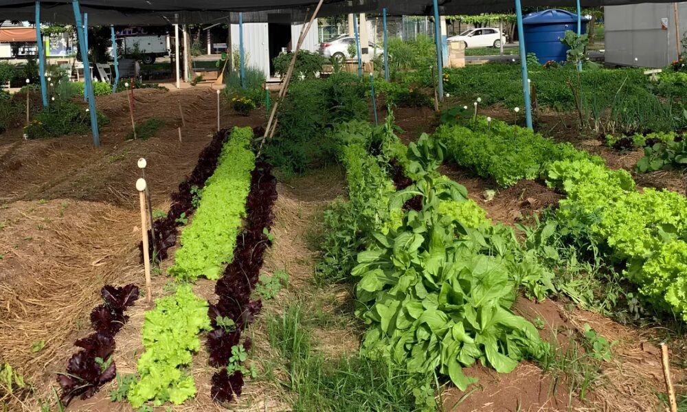 Como as Mudan as Clim ticas Est o Levando Milh es Inseguran a Alimentar E o Que Est Sendo Feito Para Combater Isso