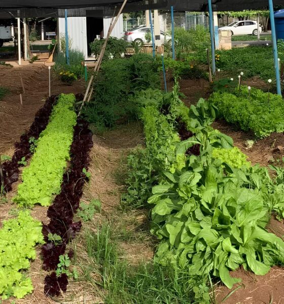 Como as Mudanças Climáticas Estão Levando Milhões à Insegurança Alimentar – E o Que Está Sendo Feito Para Combater Isso 2 Como as Mudan as Clim ticas Est o Levando Milh es Inseguran a Alimentar E o Que Est Sendo Feito Para Combater Isso