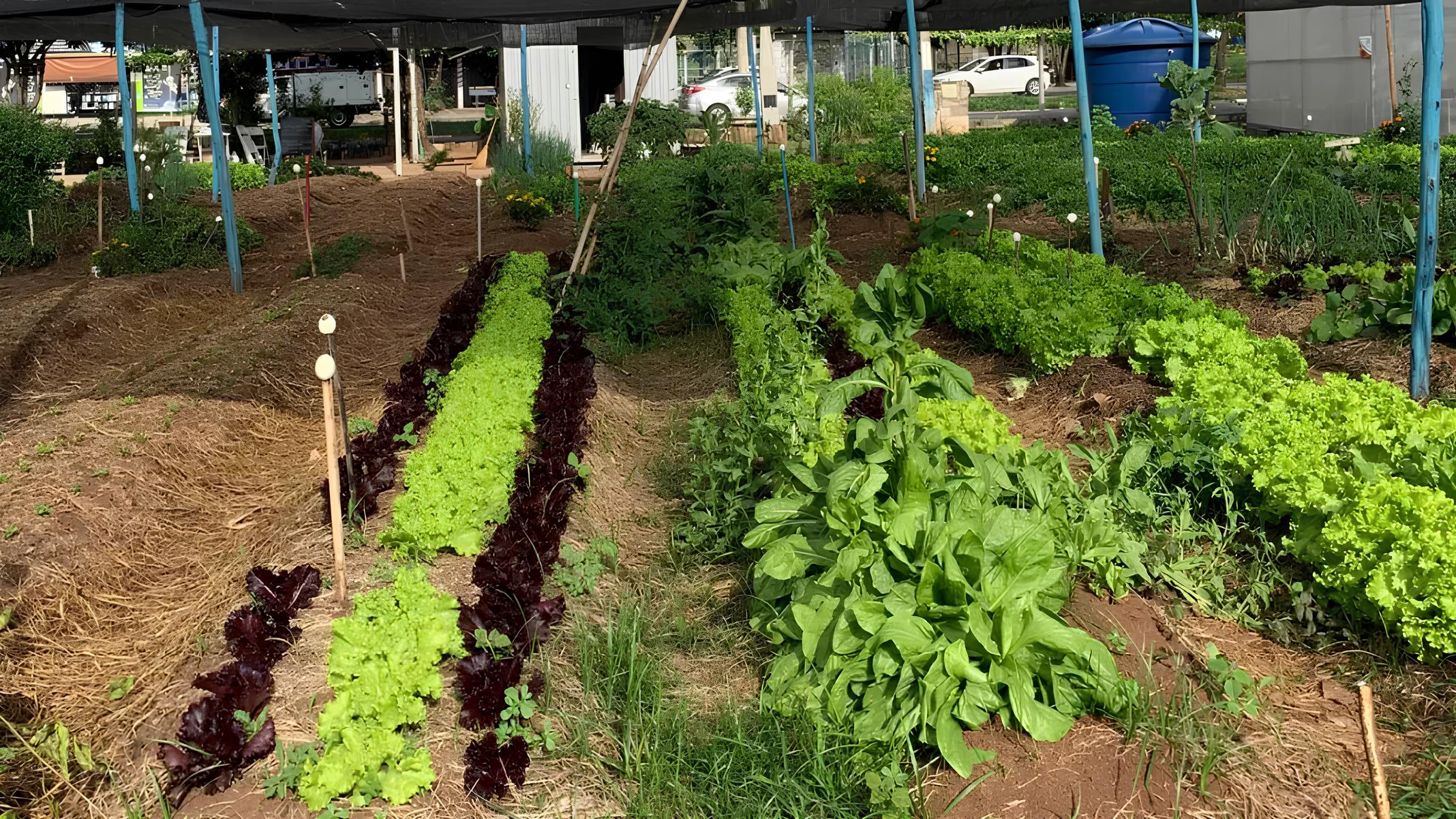 Como as Mudanças Climáticas Estão Levando Milhões à Insegurança Alimentar – E o Que Está Sendo Feito Para Combater Isso 1 Como as Mudan as Clim ticas Est o Levando Milh es Inseguran a Alimentar E o Que Est Sendo Feito Para Combater Isso
