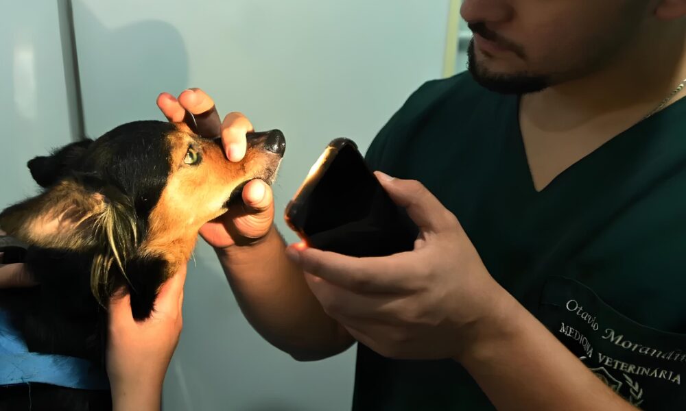 Como o Consult rio Veterin rio M vel Est Transformando a Sa de Animal em Campinas Um Raio X da Iniciativa Que J Conquistou Cora es