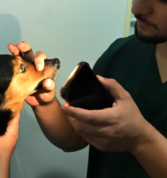 Como o Consultório Veterinário Móvel Está Transformando a Saúde Animal em Campinas: Um Raio-X da Iniciativa Que Já Conquistou Corações 2 Como o Consult rio Veterin rio M vel Est Transformando a Sa de Animal em Campinas Um Raio X da Iniciativa Que J Conquistou Cora es