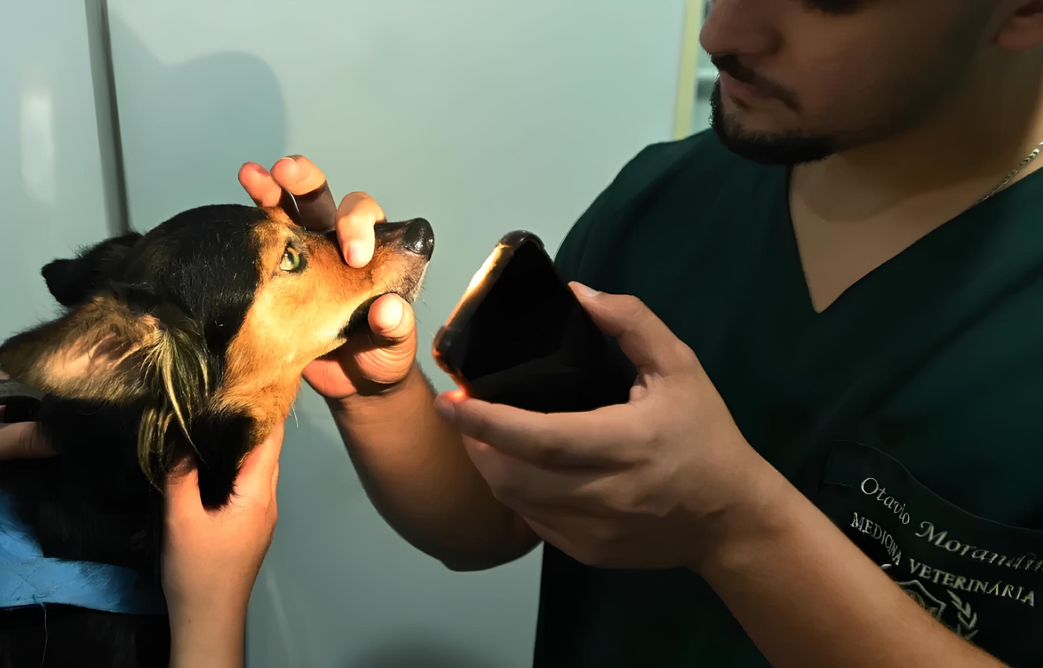 Como o Consultório Veterinário Móvel Está Transformando a Saúde Animal em Campinas: Um Raio-X da Iniciativa Que Já Conquistou Corações 1 Como o Consult rio Veterin rio M vel Est Transformando a Sa de Animal em Campinas Um Raio X da Iniciativa Que J Conquistou Cora es