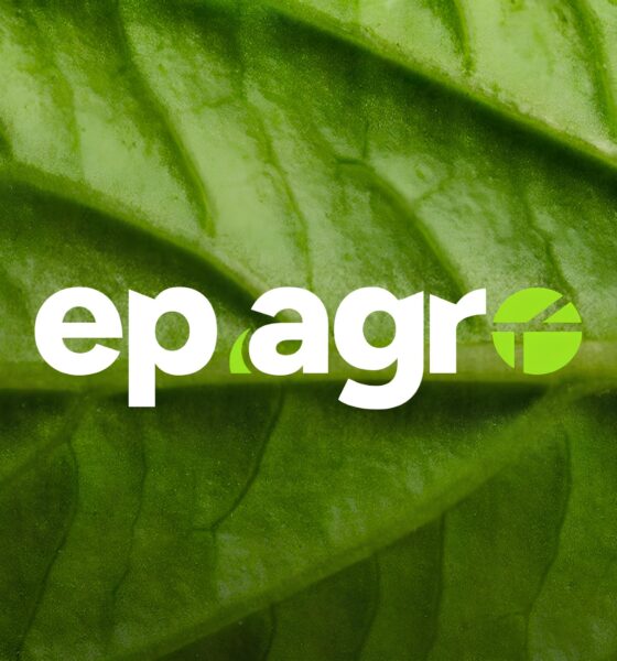 Gripe Aviária: O Perigo Silencioso que Ameaça a Saúde Global e o Mercado Agropecuário 2 Gripe Avi ria O Perigo Silencioso que Amea a a Sa de Global e o Mercado Agropecu rio