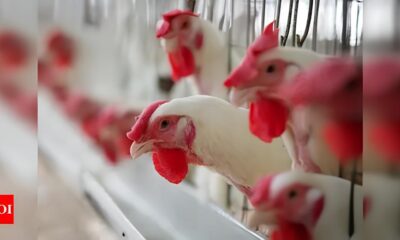 Gripe Avi ria em Mato Grosso do Sul O Caso Suspeito Que Pode Abalar o Agroneg cio Brasileiro