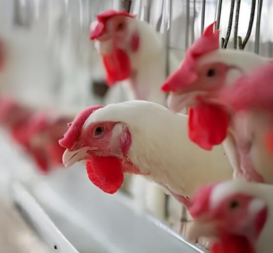 Gripe Aviária em Mato Grosso do Sul: O Caso Suspeito Que Pode Abalar o Agronegócio Brasileiro 2 Gripe Avi ria em Mato Grosso do Sul O Caso Suspeito Que Pode Abalar o Agroneg cio Brasileiro