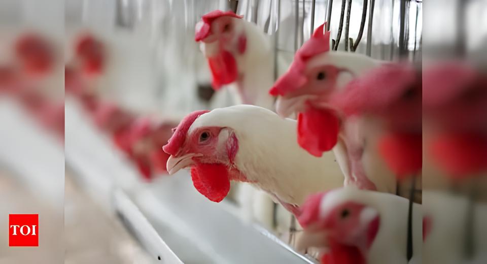 Gripe Aviária em Mato Grosso do Sul: O Caso Suspeito Que Pode Abalar o Agronegócio Brasileiro 1 Gripe Avi ria em Mato Grosso do Sul O Caso Suspeito Que Pode Abalar o Agroneg cio Brasileiro