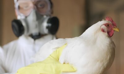 Gripe Avi ria no Brasil Uma Nova Amea a Emergente ou Alerta Prematuro