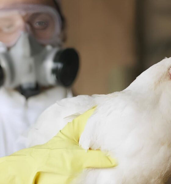 Gripe Aviária no Brasil: Uma Nova Ameaça Emergente ou Alerta Prematuro? 2 Gripe Avi ria no Brasil Uma Nova Amea a Emergente ou Alerta Prematuro