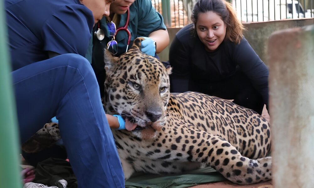 O Caso da On a Pintada que Virou S mbolo do Conflito Entre Natureza e Homem no Brasil