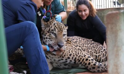 O Caso da On a Pintada que Virou S mbolo do Conflito Entre Natureza e Homem no Brasil