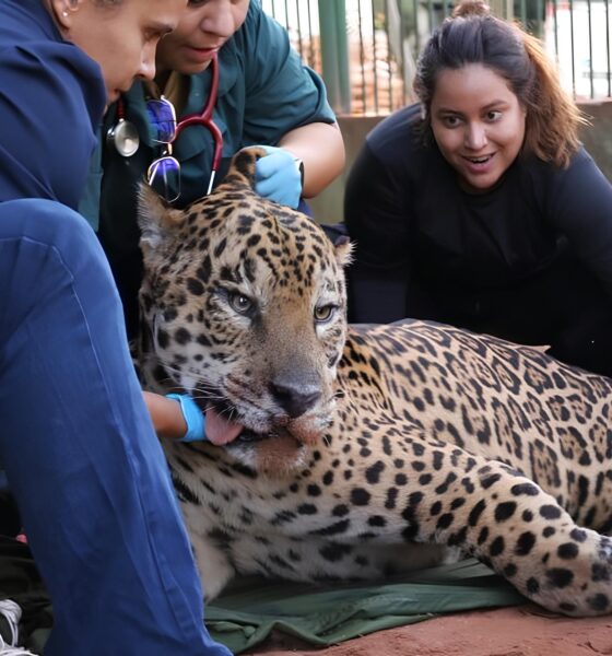 O Caso da Onça-Pintada que Virou Símbolo do Conflito Entre Natureza e Homem no Brasil 2 O Caso da On a Pintada que Virou S mbolo do Conflito Entre Natureza e Homem no Brasil