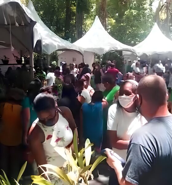 O Festival de Orquídeas e Suculentas no Bosque dos Jequitibás: Um Oásis de Beleza e Cultura em Campinas 2 O Festival de Orqu deas e Suculentas no Bosque dos Jequitib s Um O sis de Beleza e Cultura em Campinas