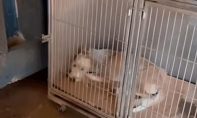 O Grito Silencioso dos Animais Den ncias de Precariedade no DPBEA Expostas e Promessas de Mudan a